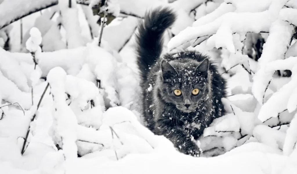 кот чёрный, снег, зима