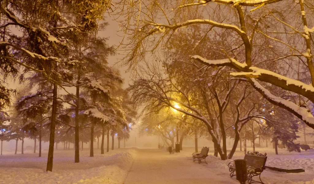 парк, деревья, зима