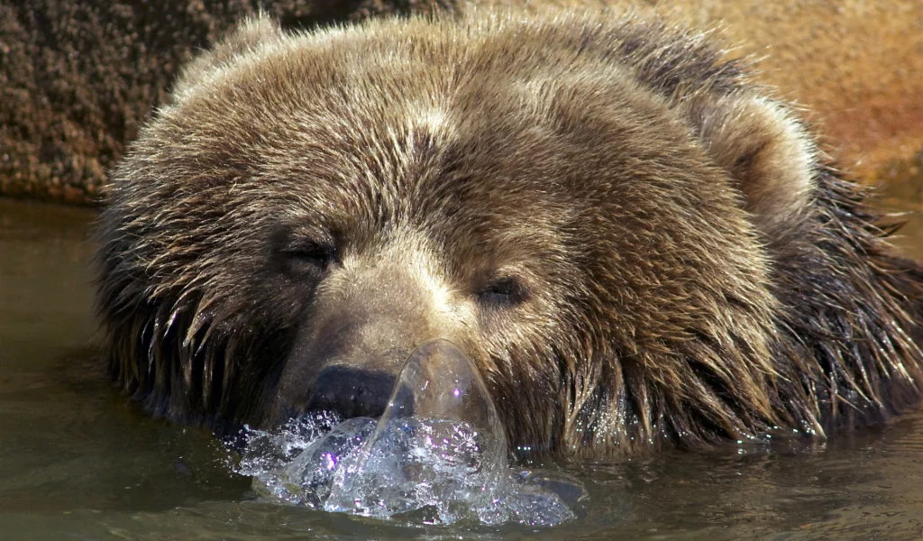 медведь, в воде