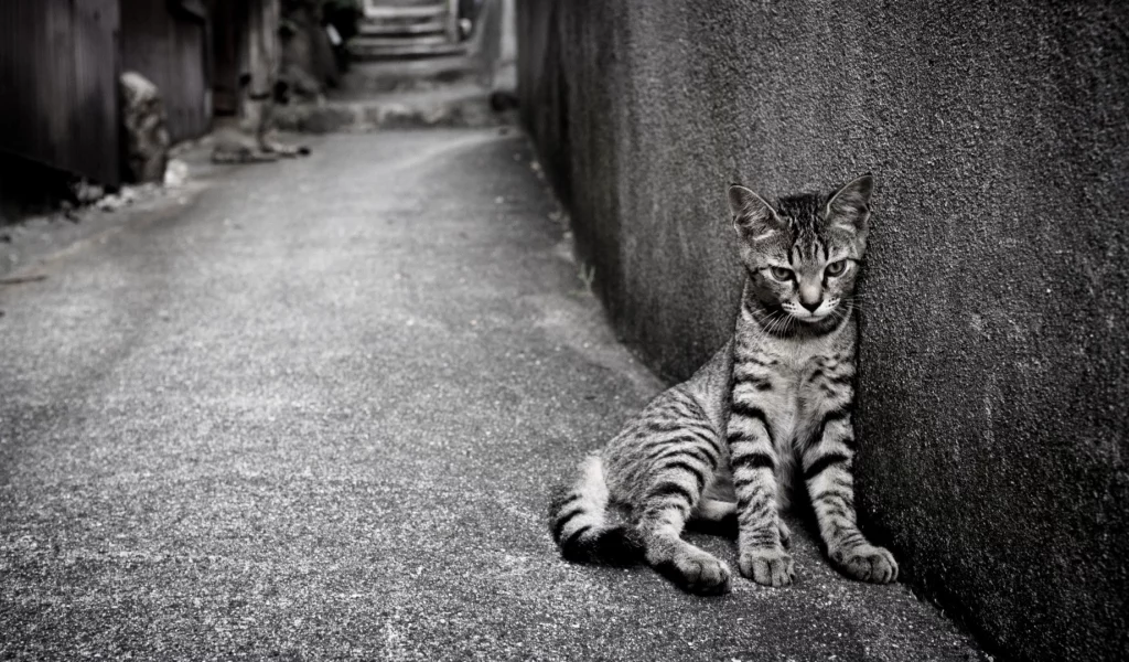 кошка, сидит на улице