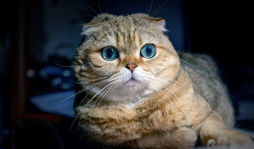 кот, взгляд, животное