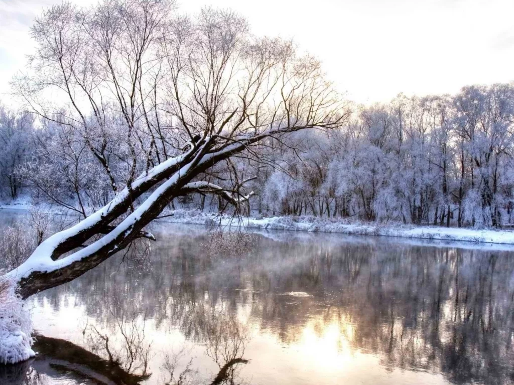 река, дерево, зима