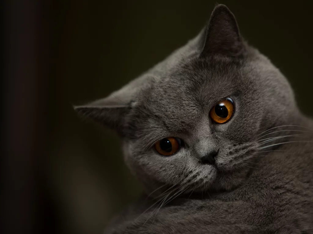 котёнок, взгляд, усы