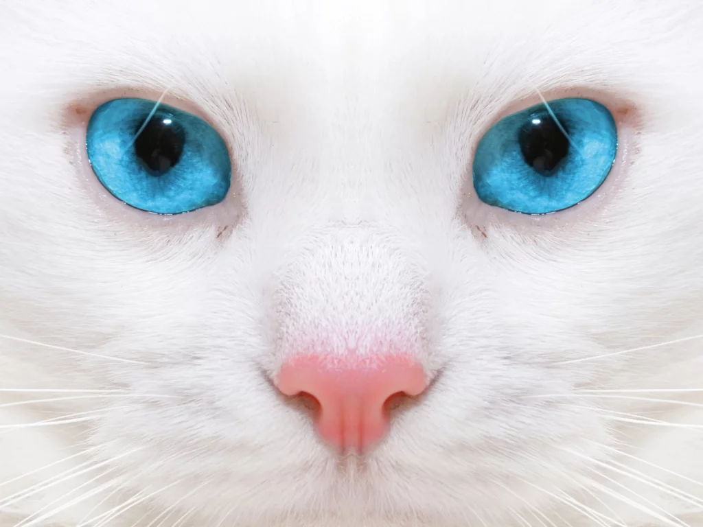 кошка, взгляд