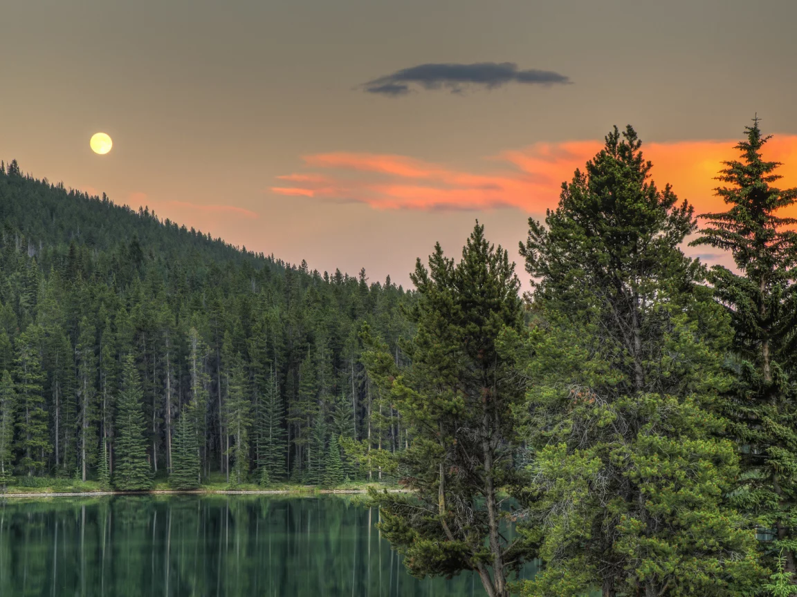 лес, деревья, луна, небо