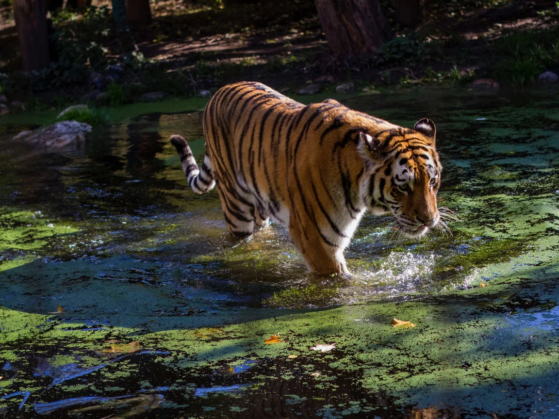 тигр, животные, взгляд, вода