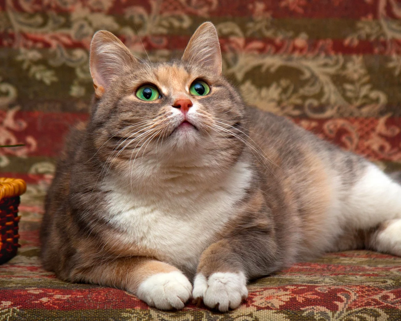 кошка, животные, взгляд, уши