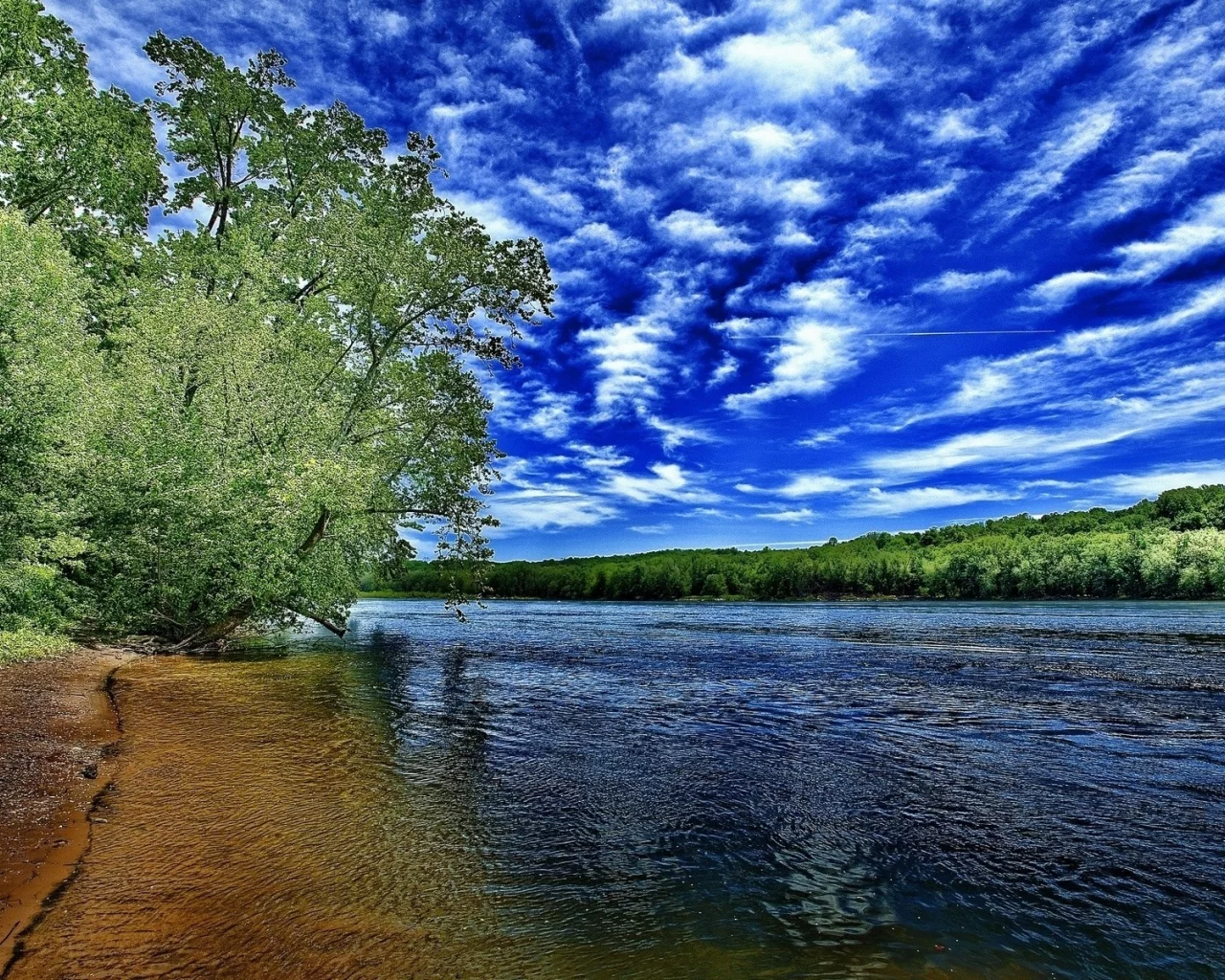 река, берег, дерево, лето