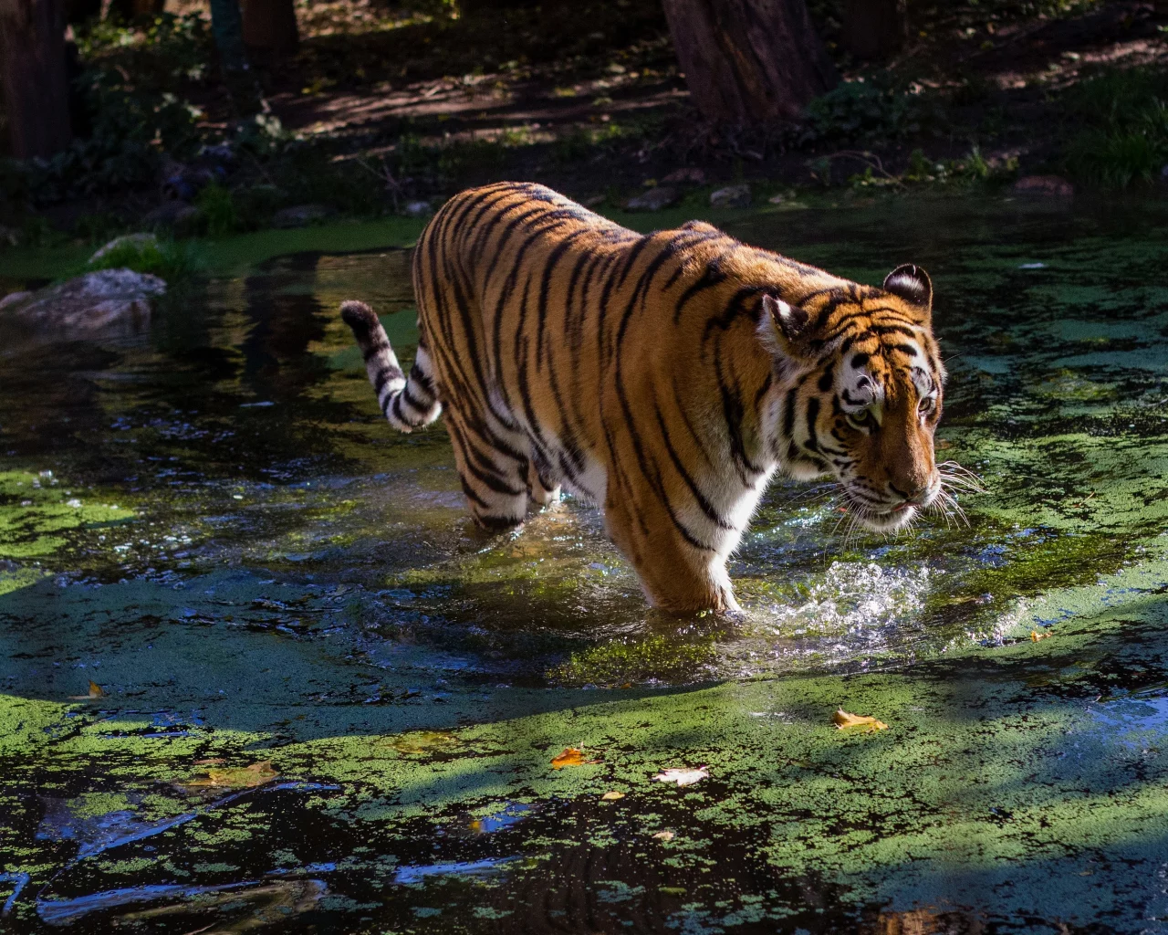 тигр, животные, взгляд, вода