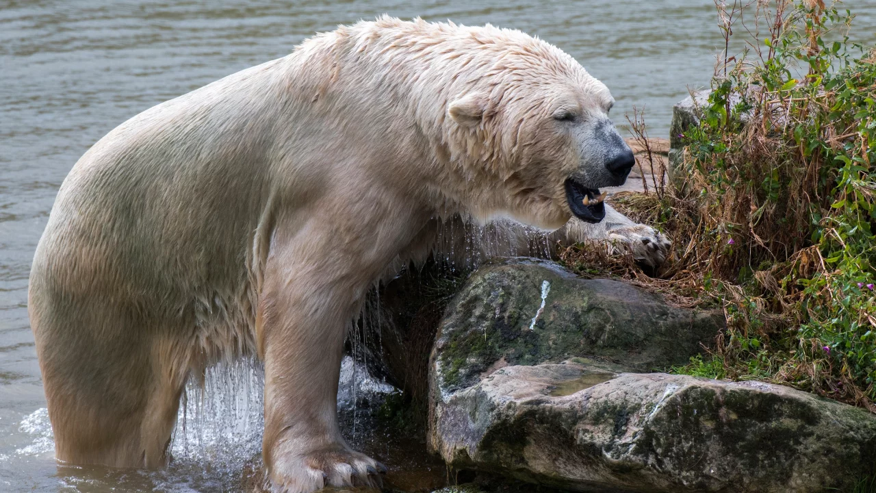 белый медведь, животные, вода
