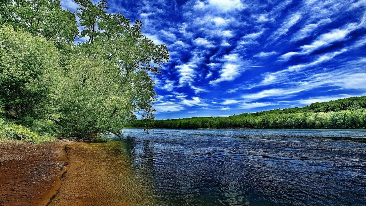 река, берег, дерево, лето