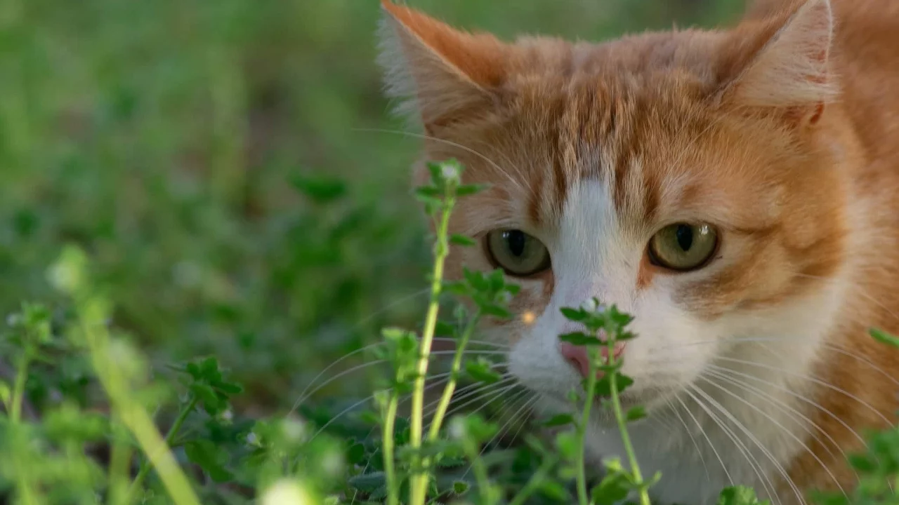 кошка, животные, взгляд, уши, трава
