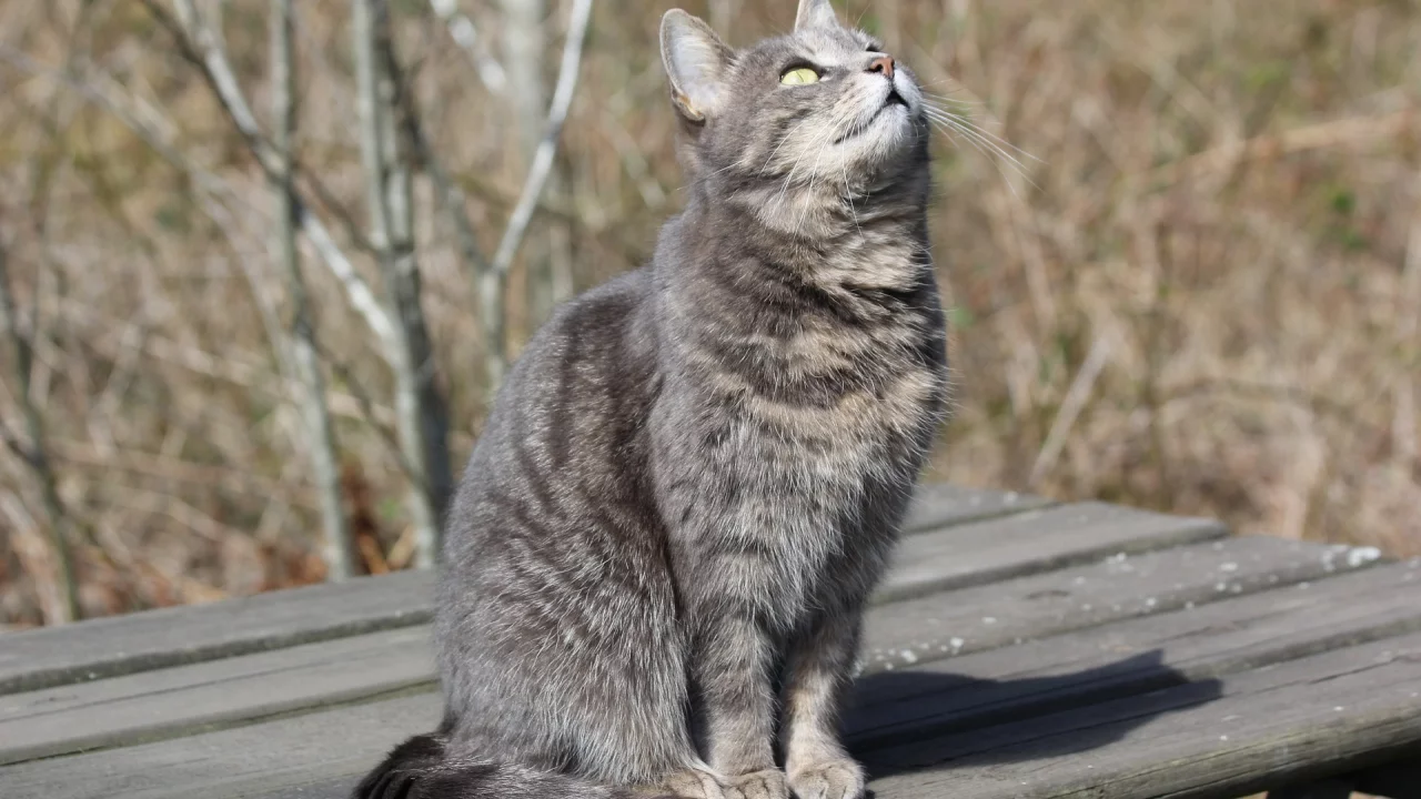 кот, взгляд, усы