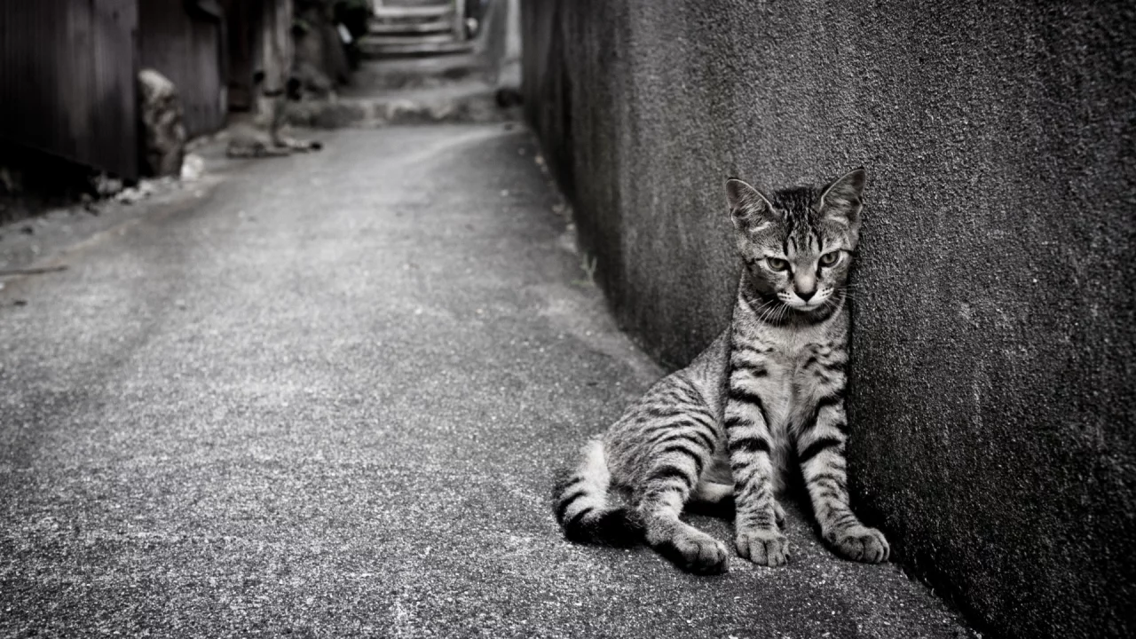 кошка, сидит на улице