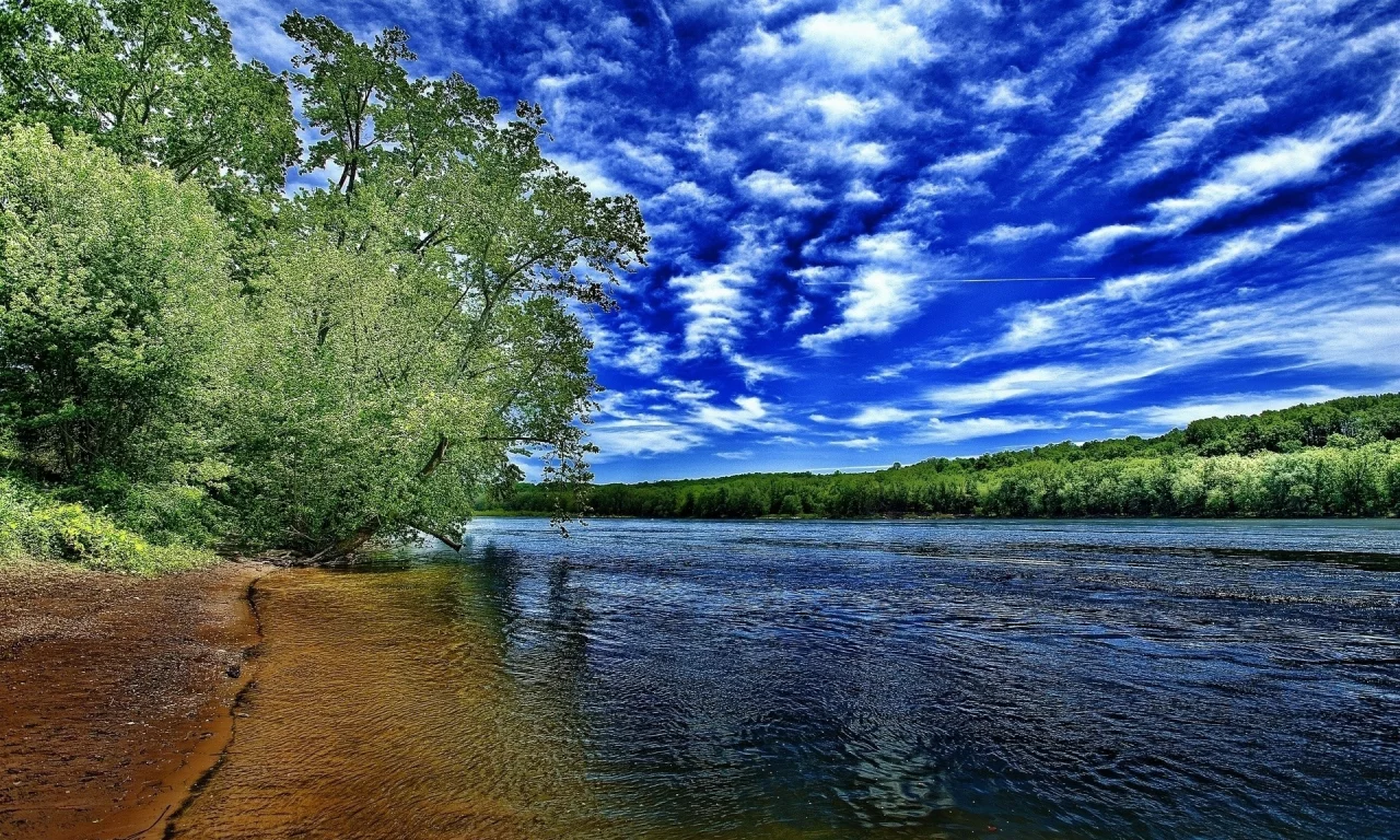 река, берег, дерево, лето