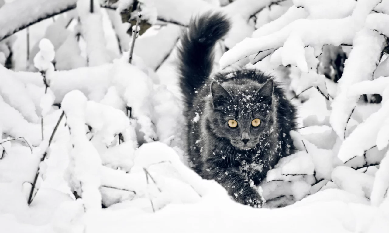 кот чёрный, снег, зима