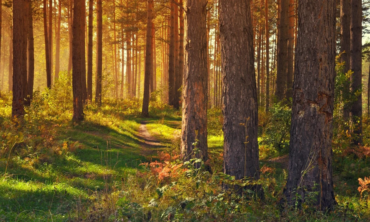 лес, деревья, тропинка, лето
