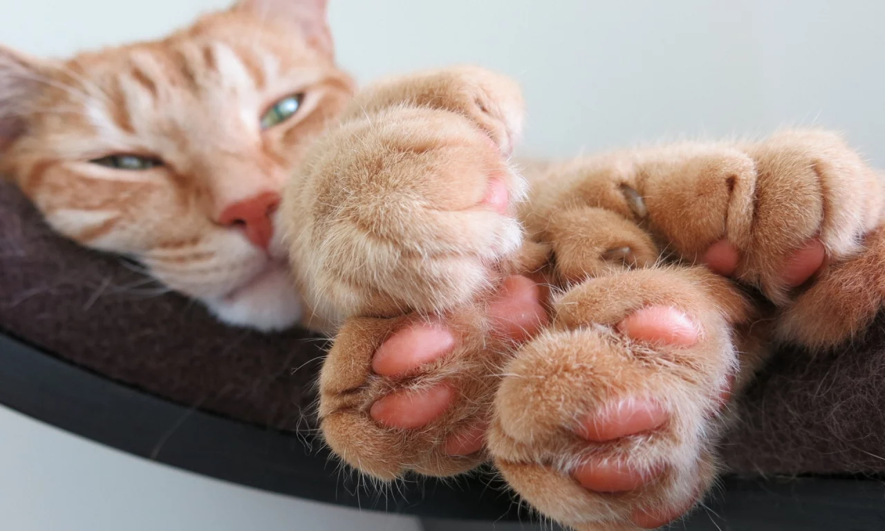кот рыжий, взгляд, лежит, лапы