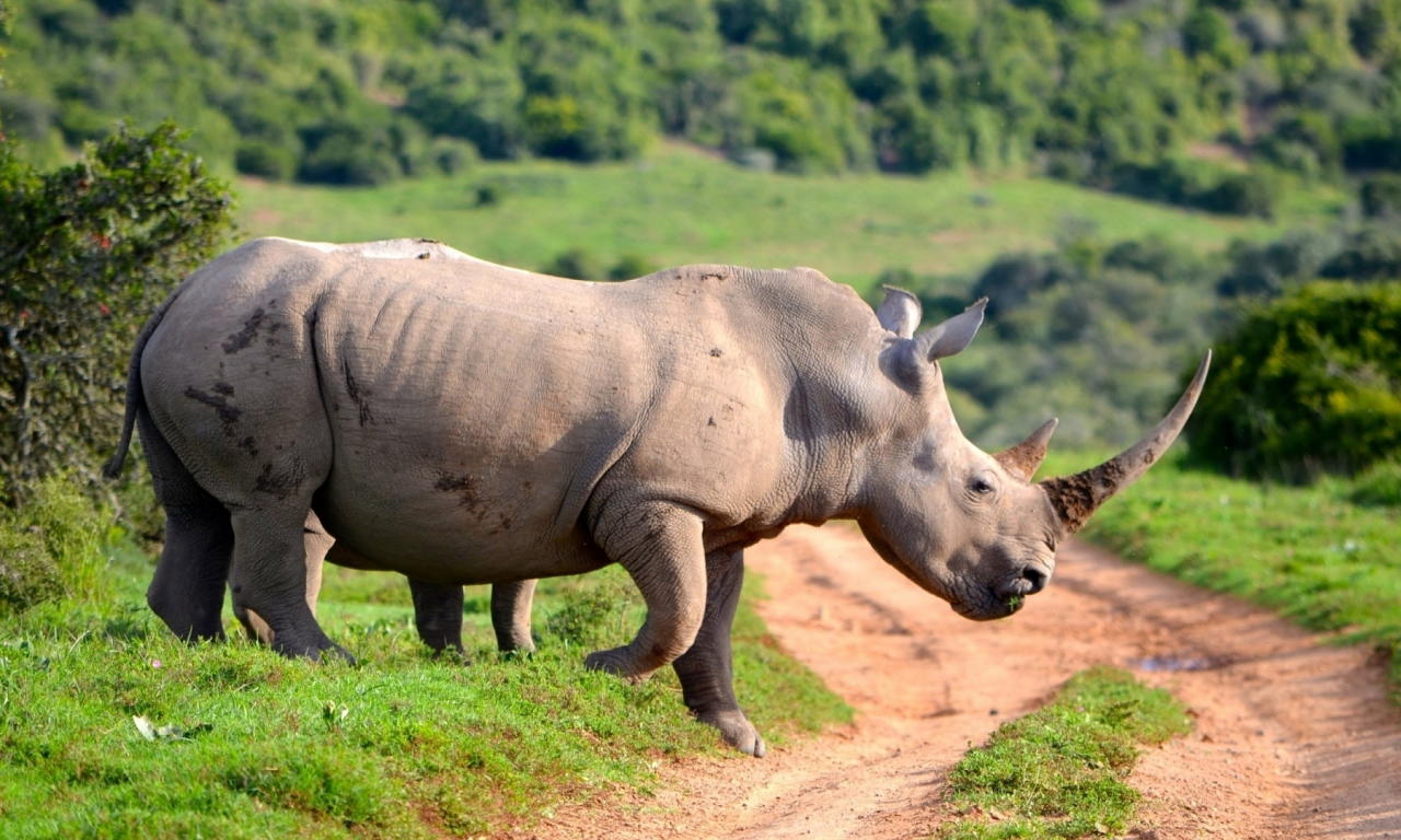 носорог, животное, африка