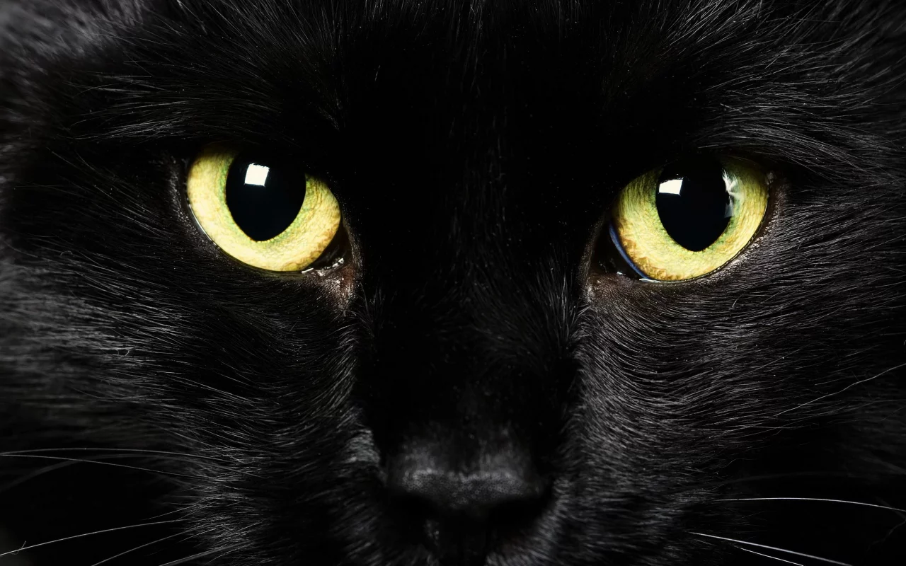 кошка, животные, взгляд