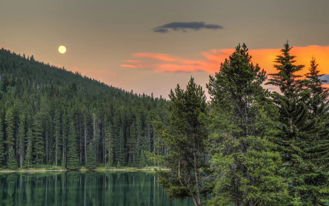 лес, деревья, луна, небо
