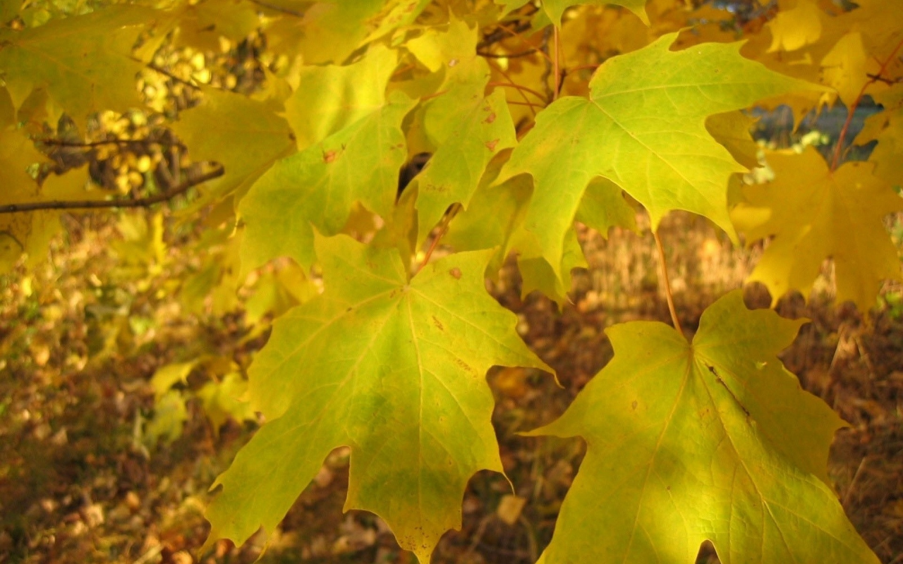 листья опавшие, осень