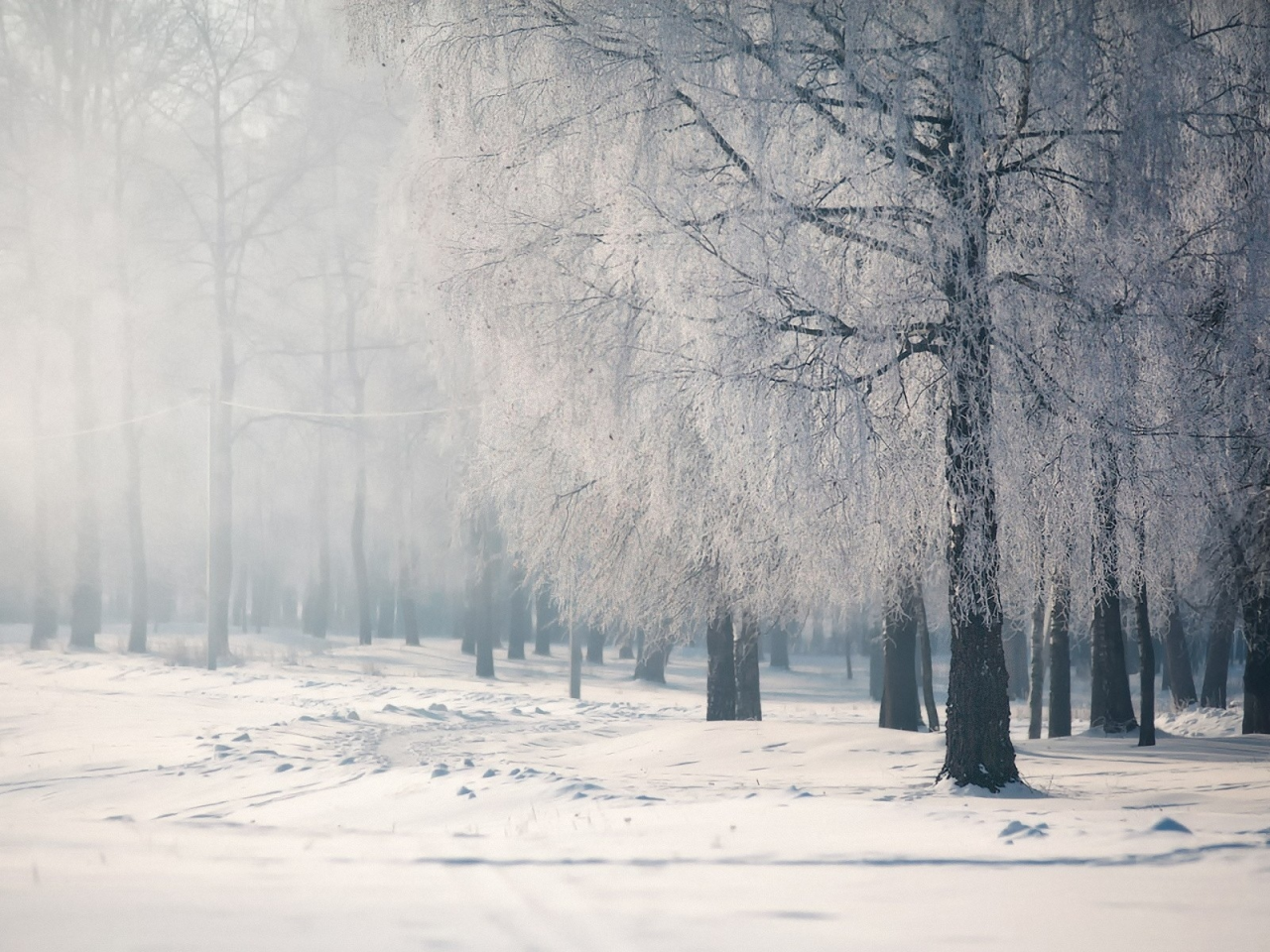 лес, деревья, зима, снег