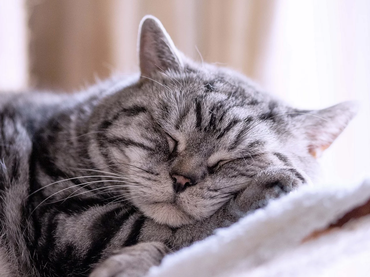 кот, спит, усы
