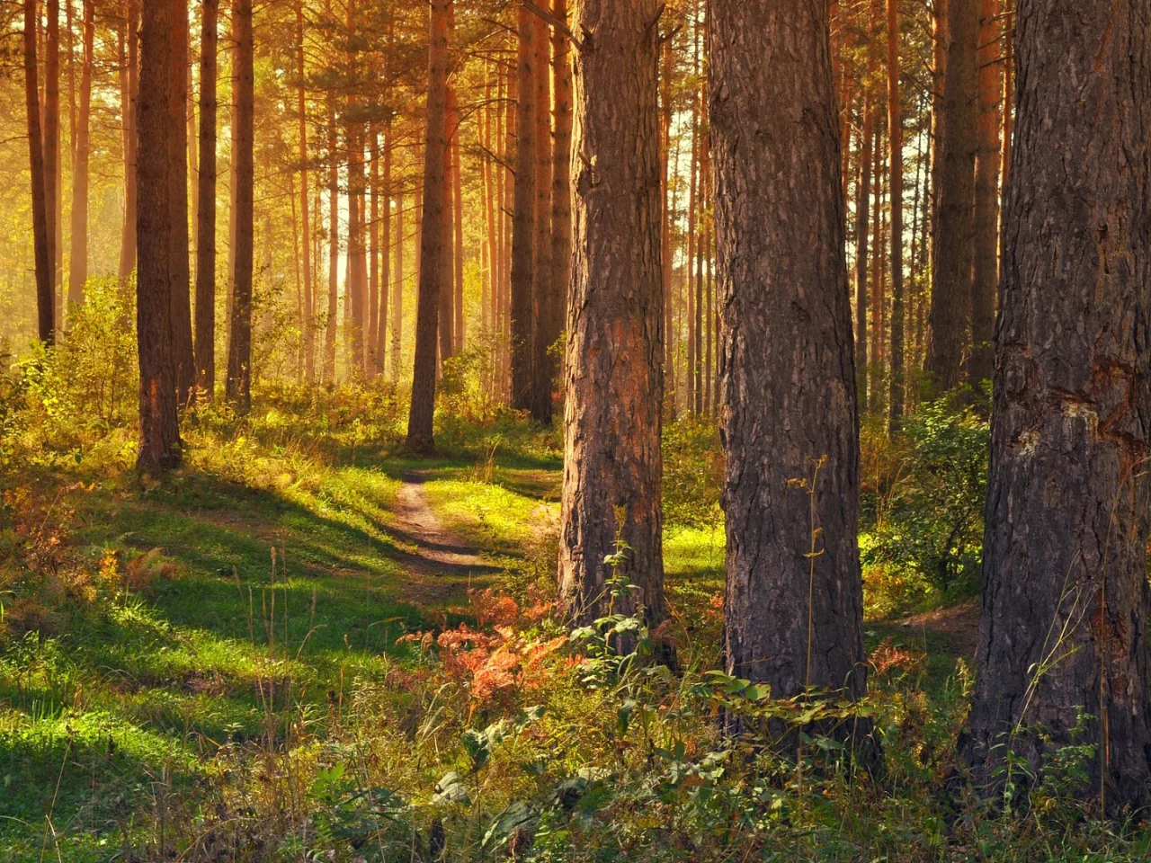 лес, деревья, тропинка, лето