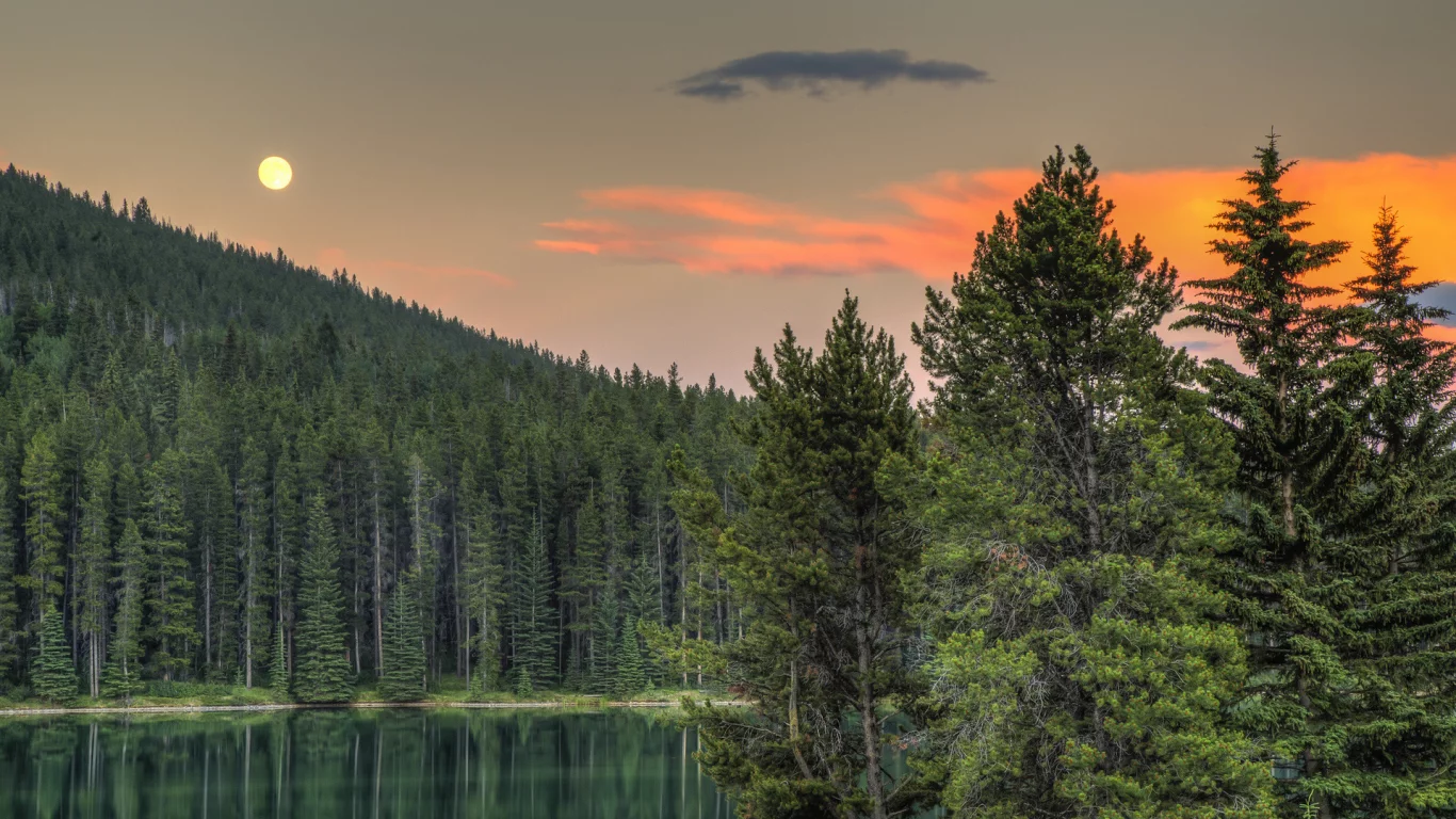 лес, деревья, луна, небо
