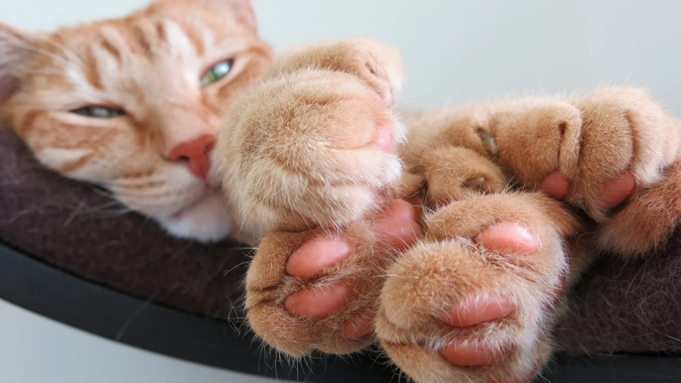 кот рыжий, взгляд, лежит, лапы