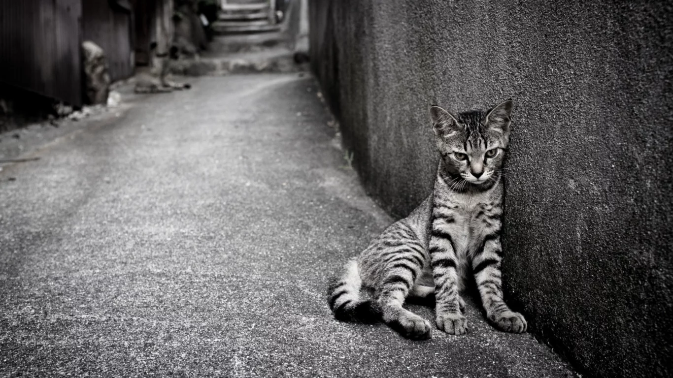 кошка, сидит на улице