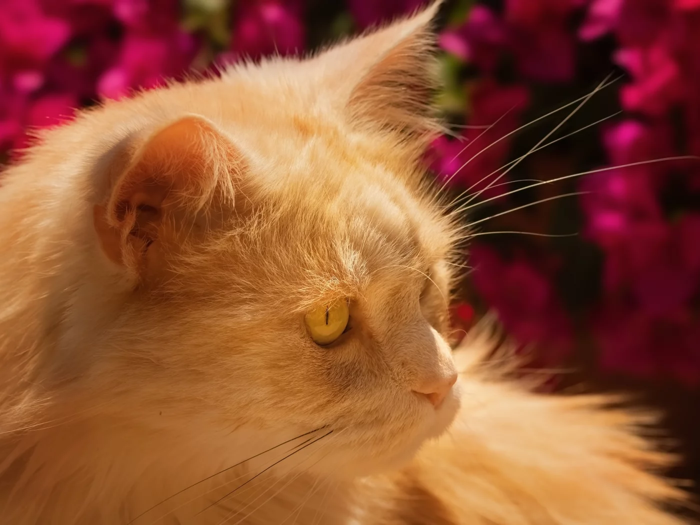 кот, взгляд, усы
