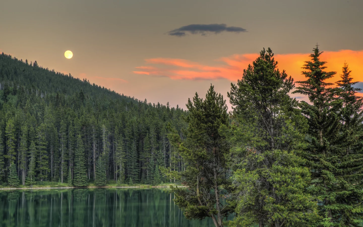 лес, деревья, луна, небо