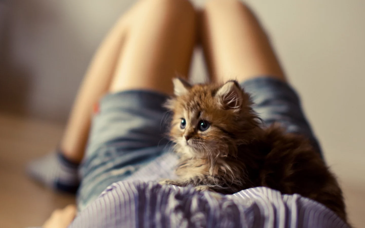 котёнок маленький, лежит на животе девушки