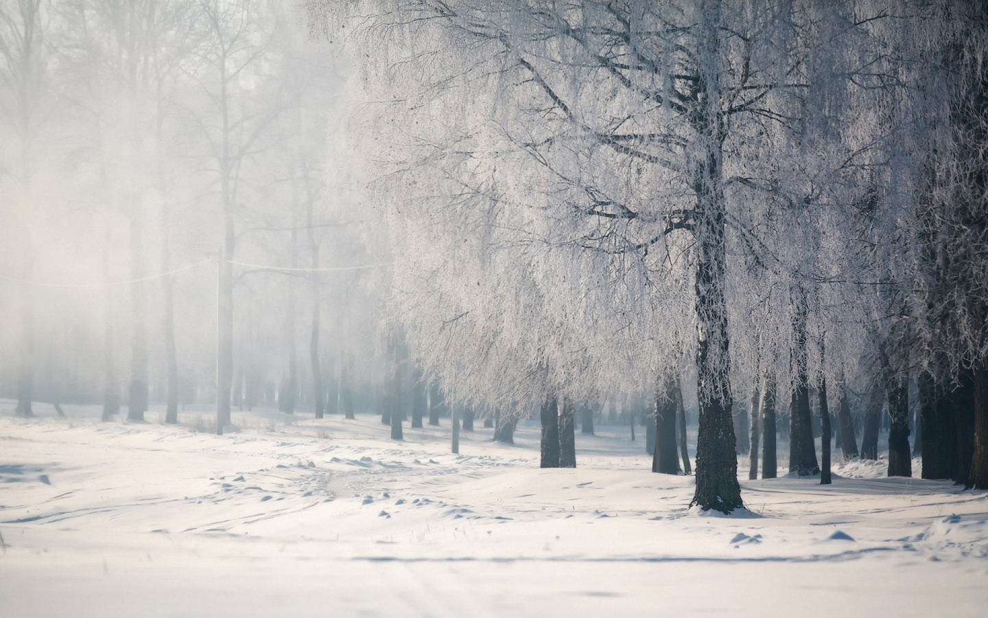 лес, деревья, зима, снег