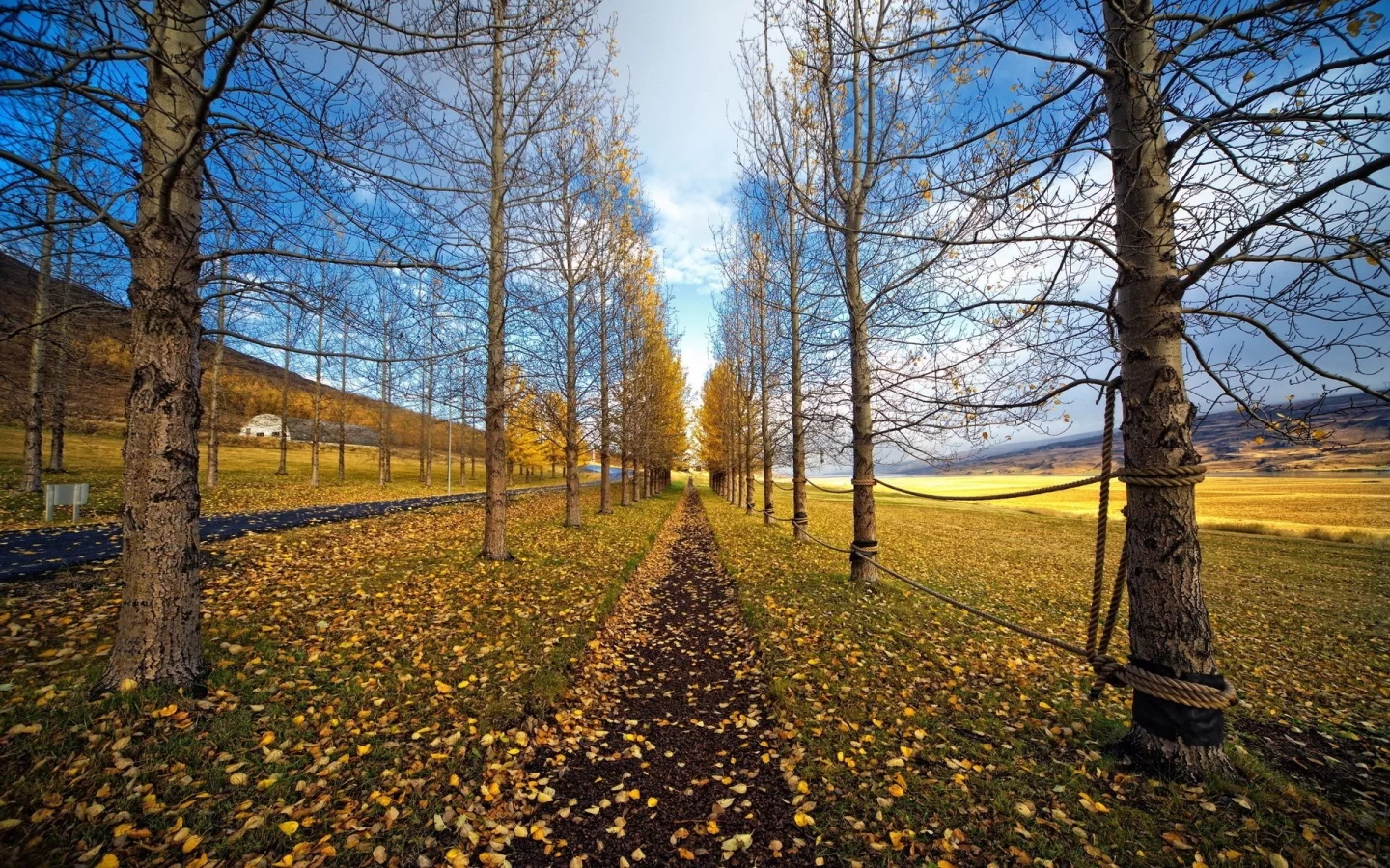 осень, деревья, листопад