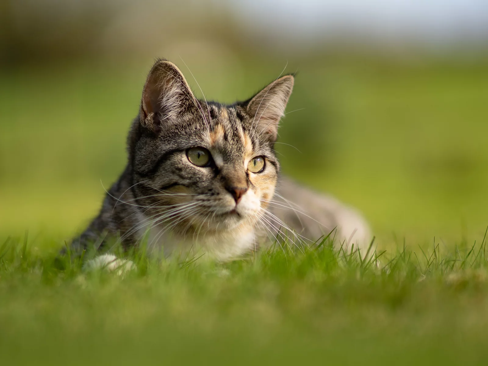 кошка, трава