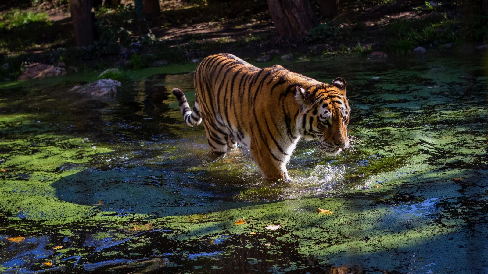 тигр, животные, взгляд, вода
