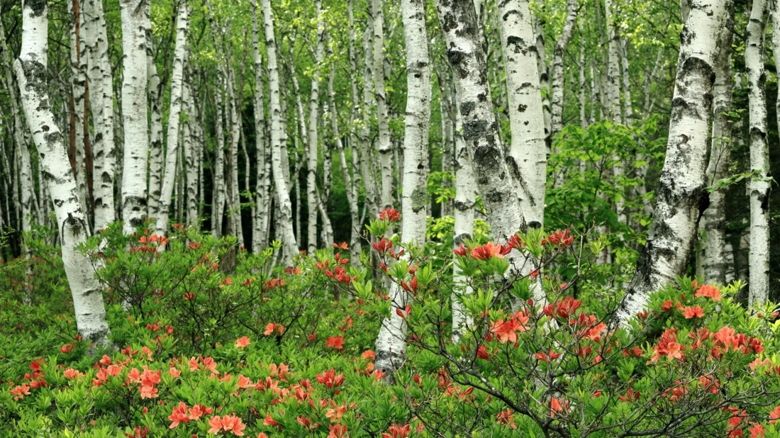 берёзовая роща, цветы