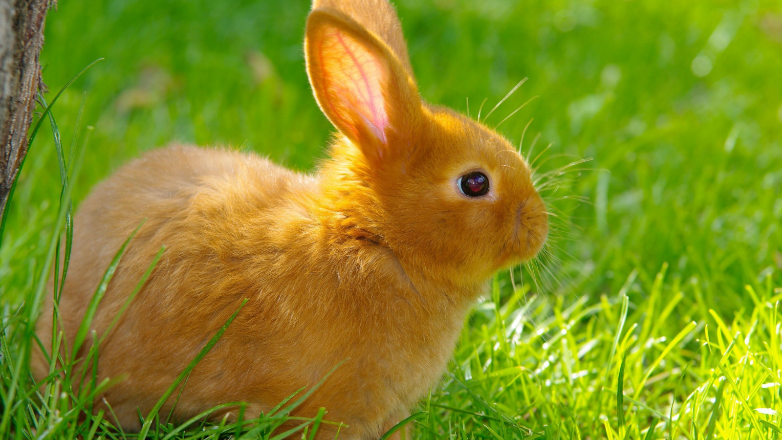 кролики, трава