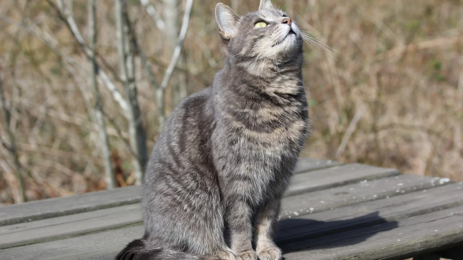 кот, взгляд, усы