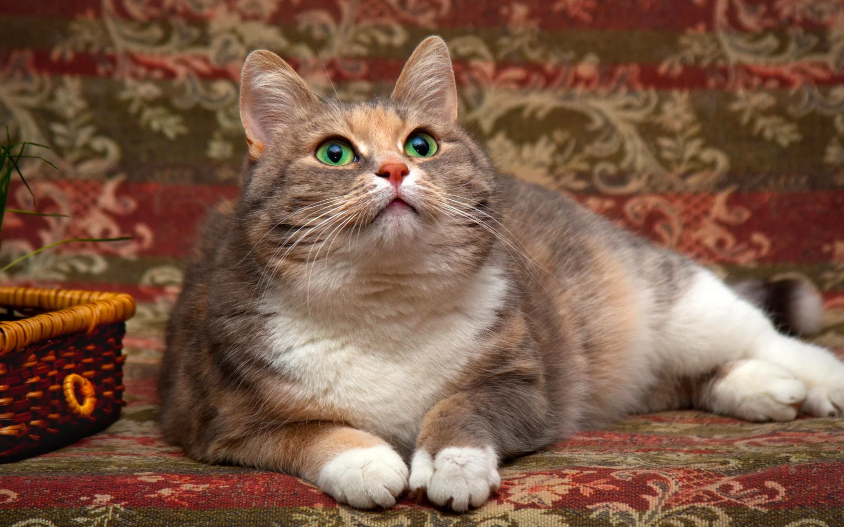 кошка, животные, взгляд, уши
