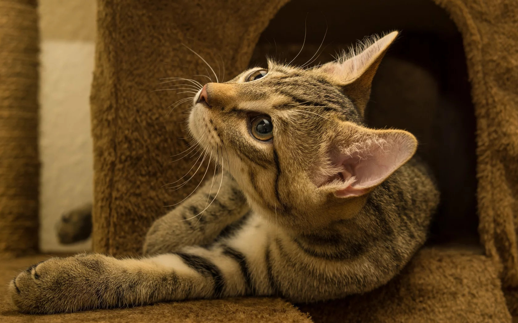 кошка, животные, взгляд, уши