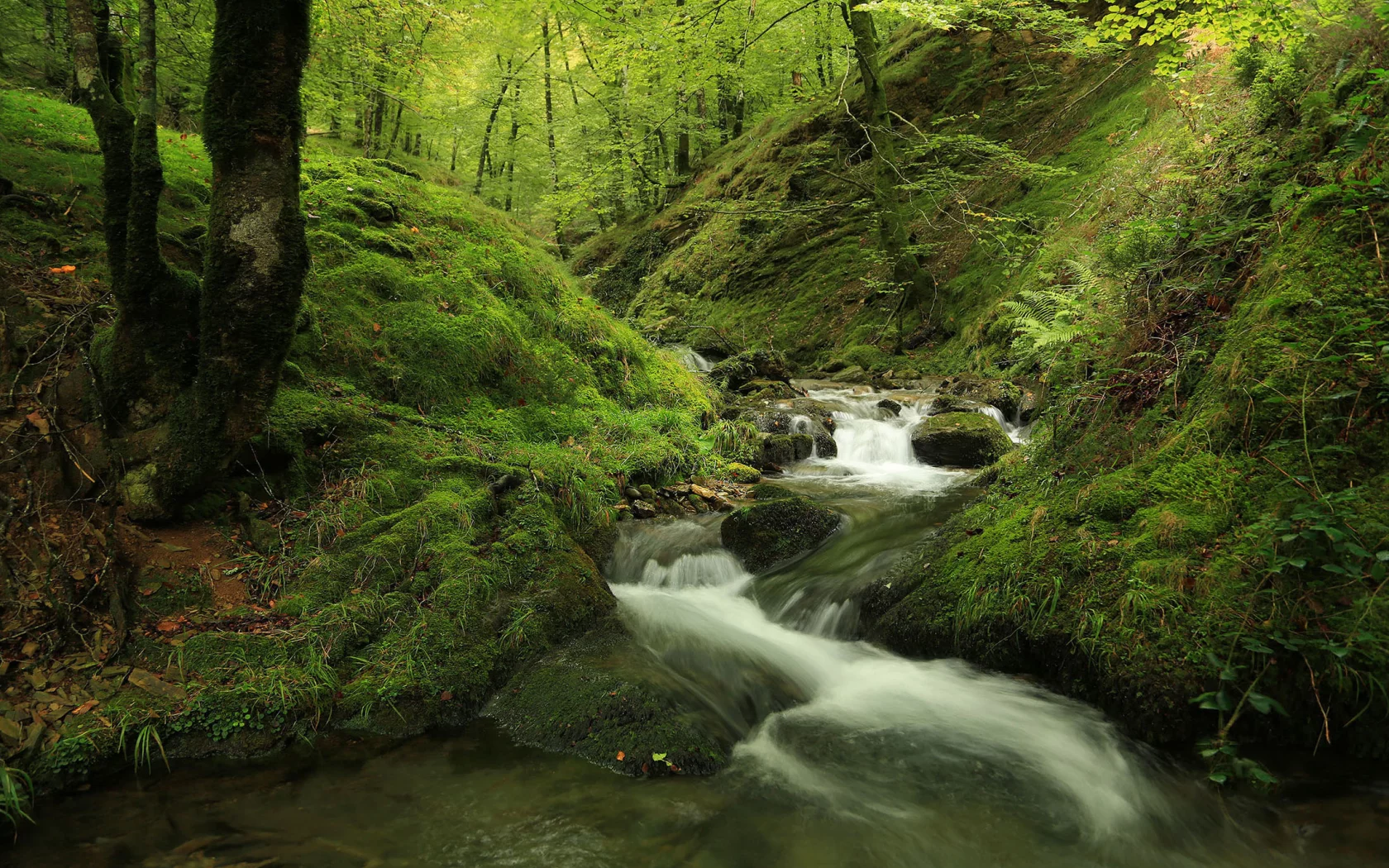 природа, лес, река, осень