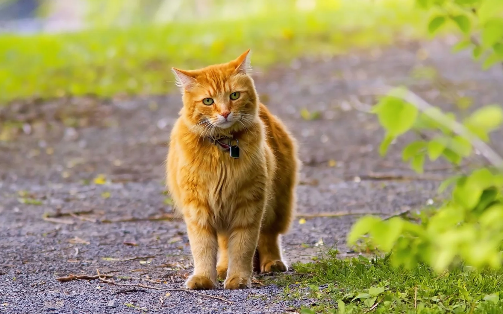 кот рыжий, взгляд, прогулка