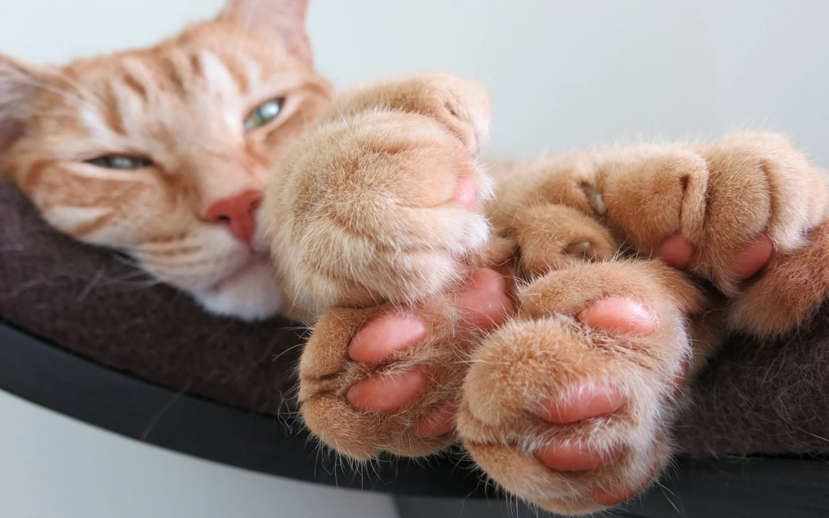 кот рыжий, взгляд, лежит, лапы