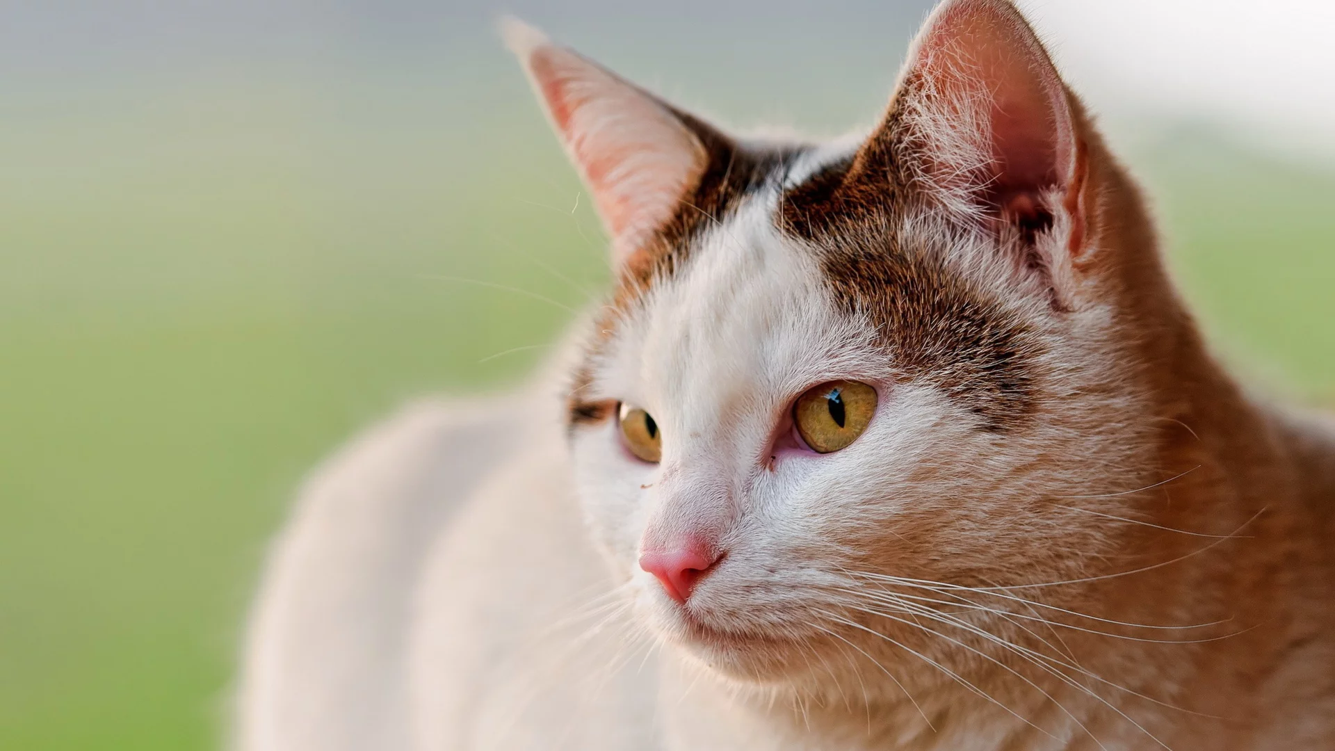 кошка, животное
