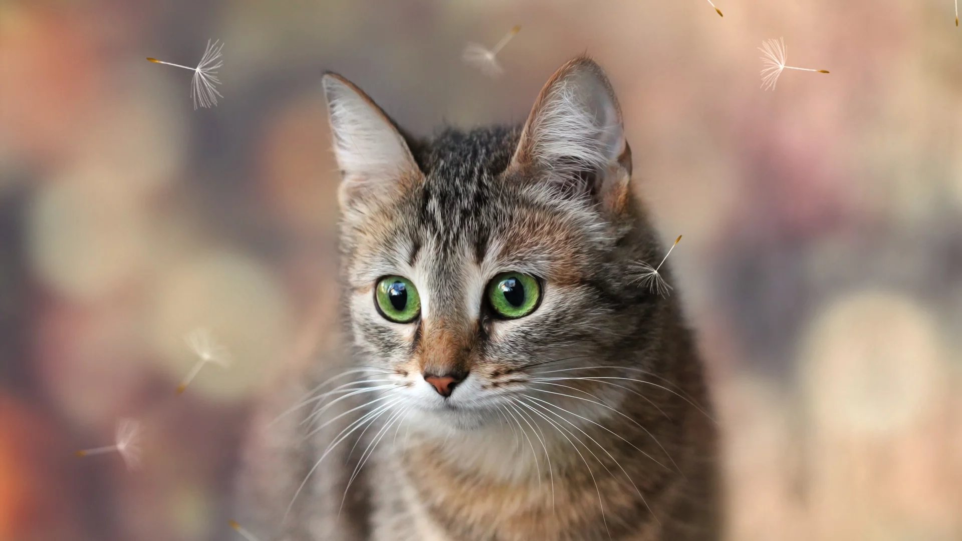 кошка, животные, взгляд, уши