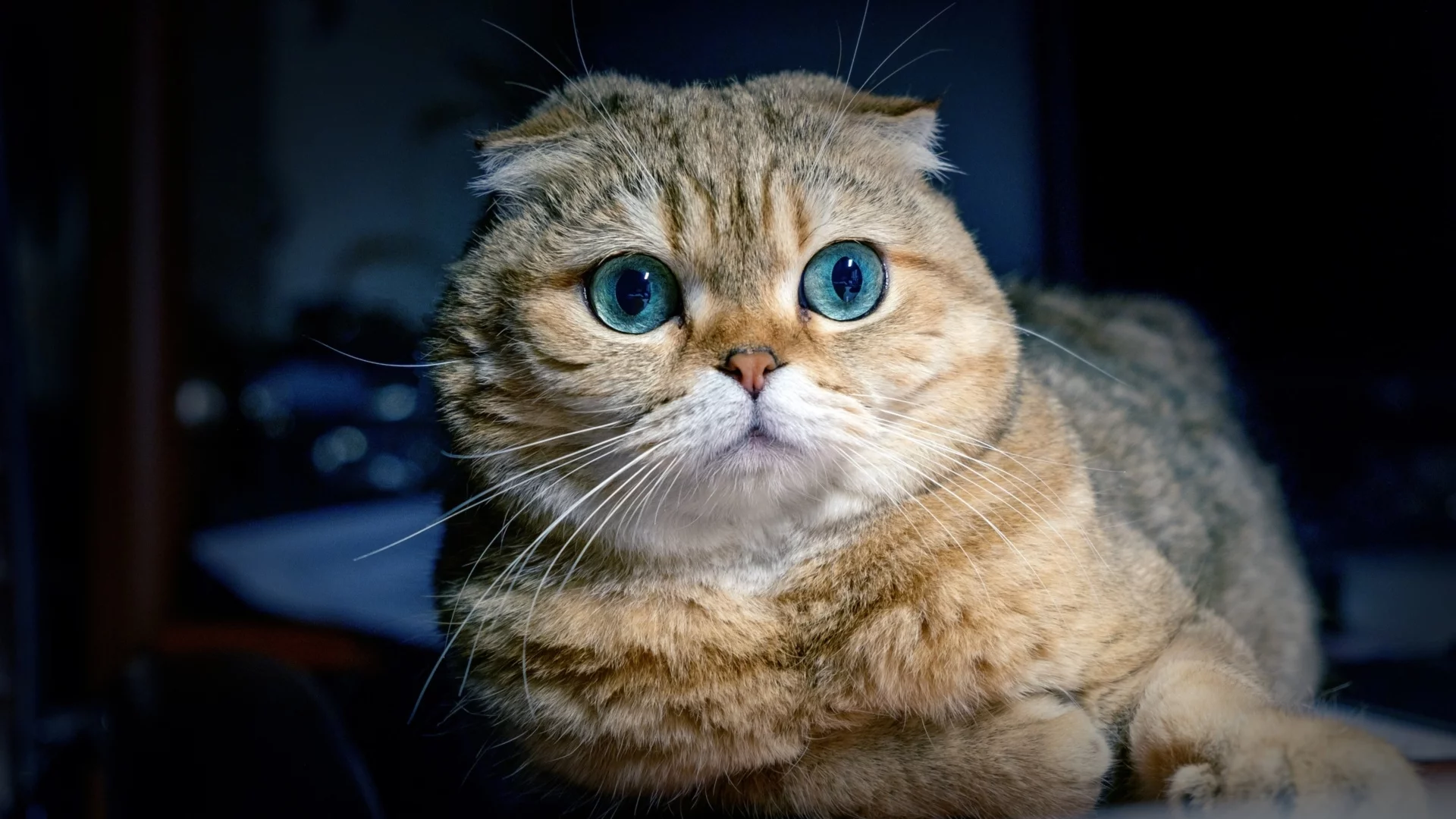 кот, взгляд, животное